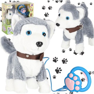 Piesek interaktywny na smyczy szczeka chodzi rusza ogonem Husky